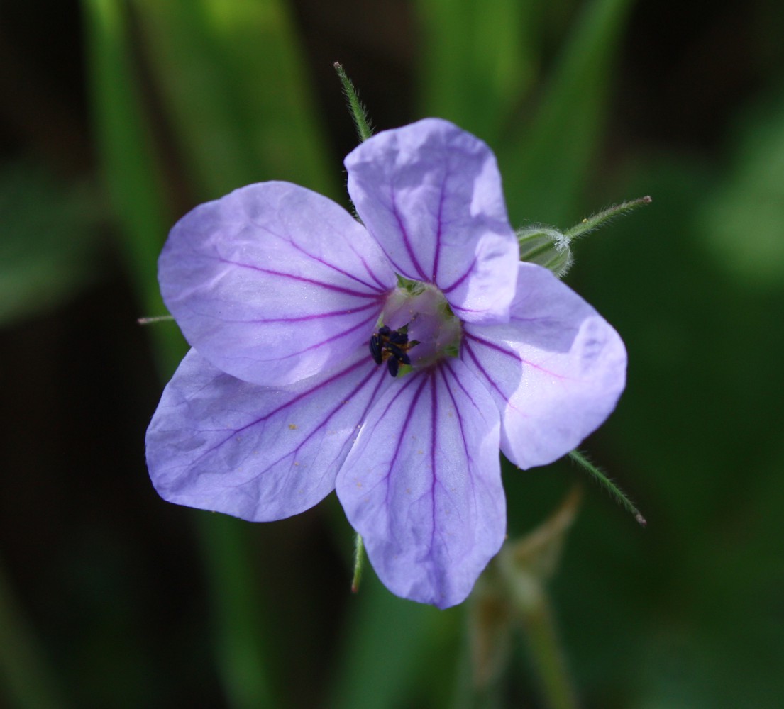 Изображение особи Erodium gruinum.