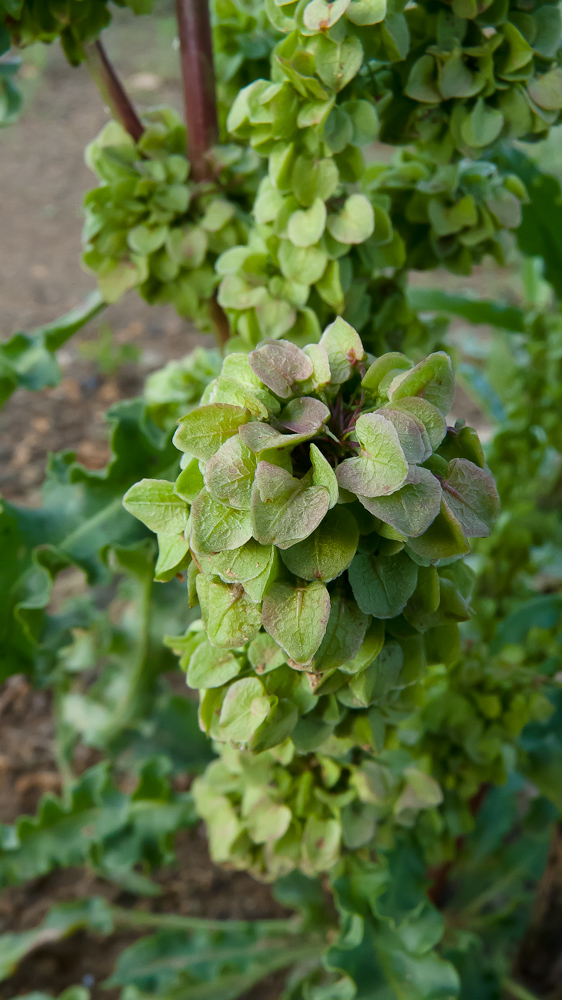 Изображение особи Rumex pseudonatronatus.