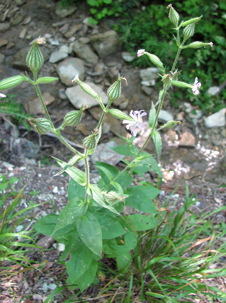 Изображение особи Silene noctiflora.