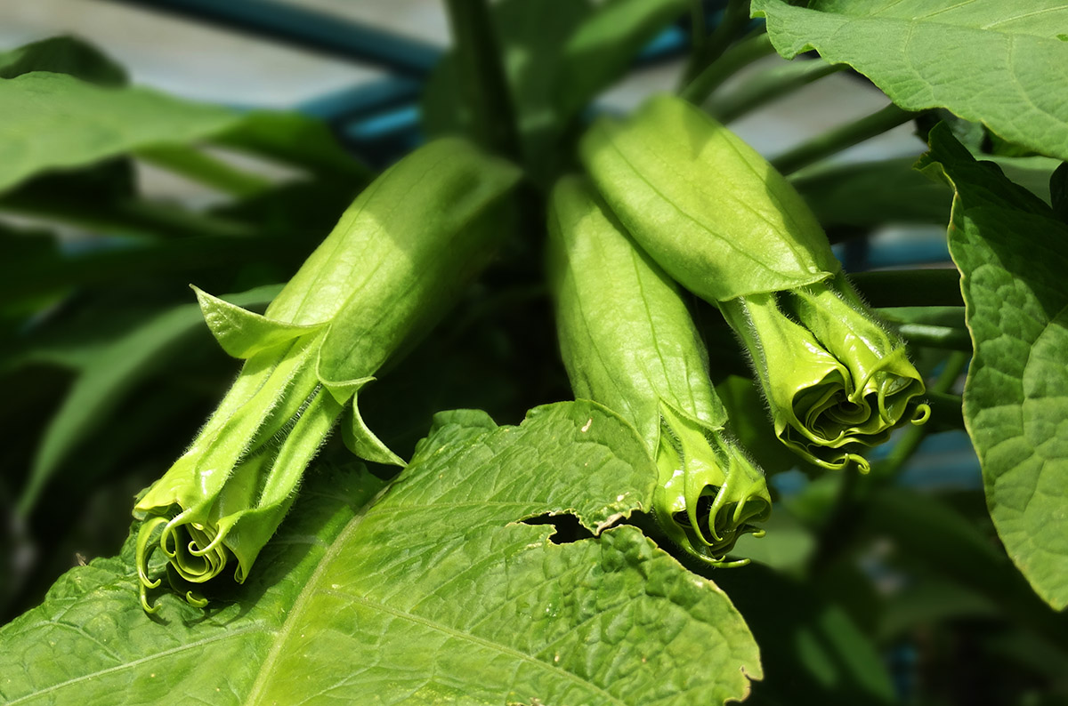 Изображение особи род Brugmansia.