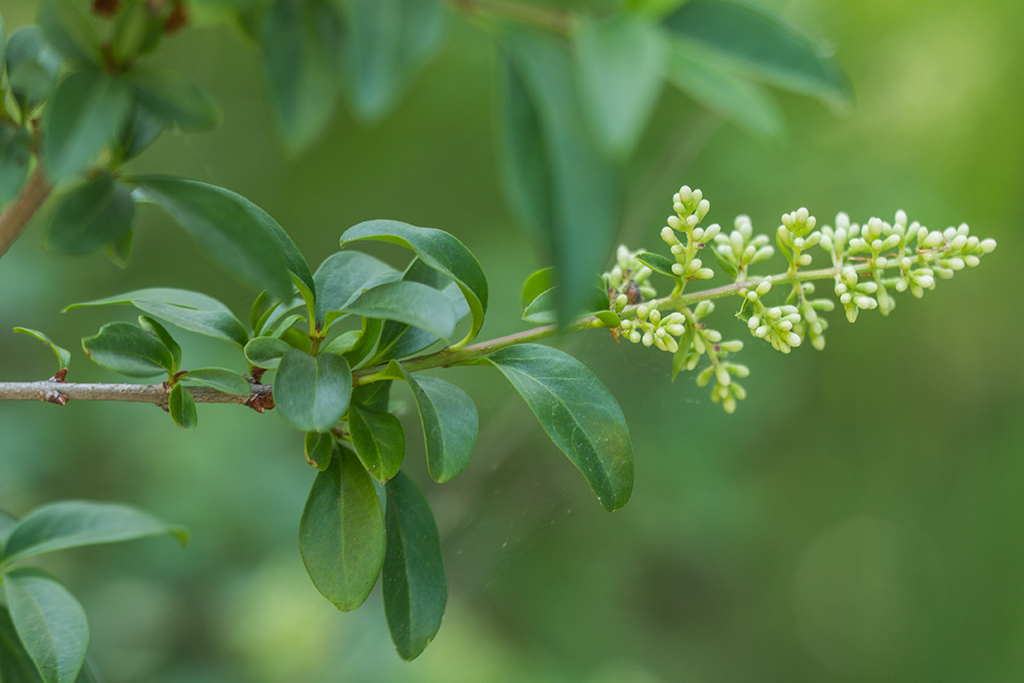 Image of Ligustrum vulgare specimen.