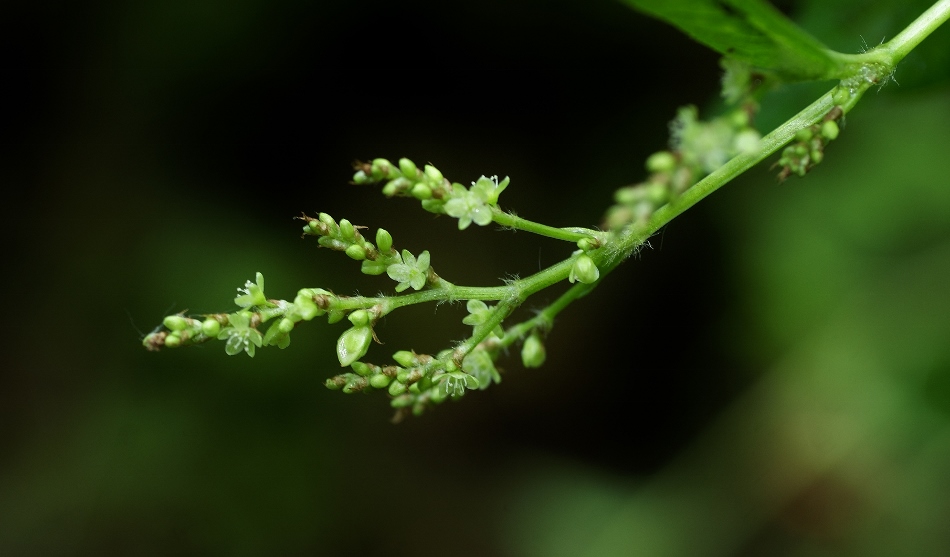 Изображение особи Aconogonon limosum.