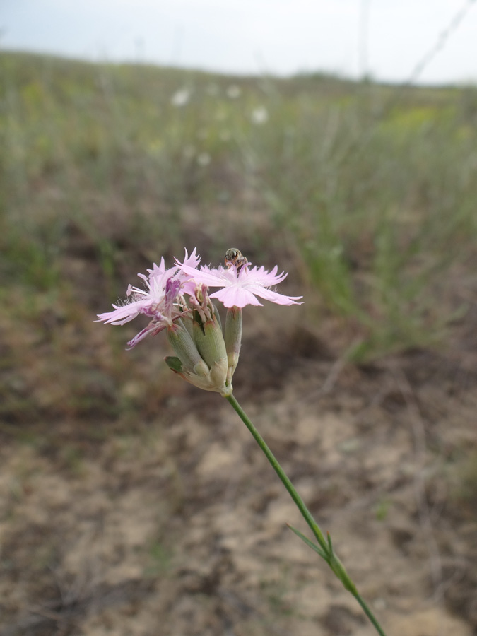 Image of Dianthus platyodon specimen.