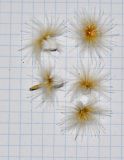 Image of taxon representative. Author is Татьяна Мальчинская