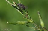 Image of taxon representative. Author is Раду Страту