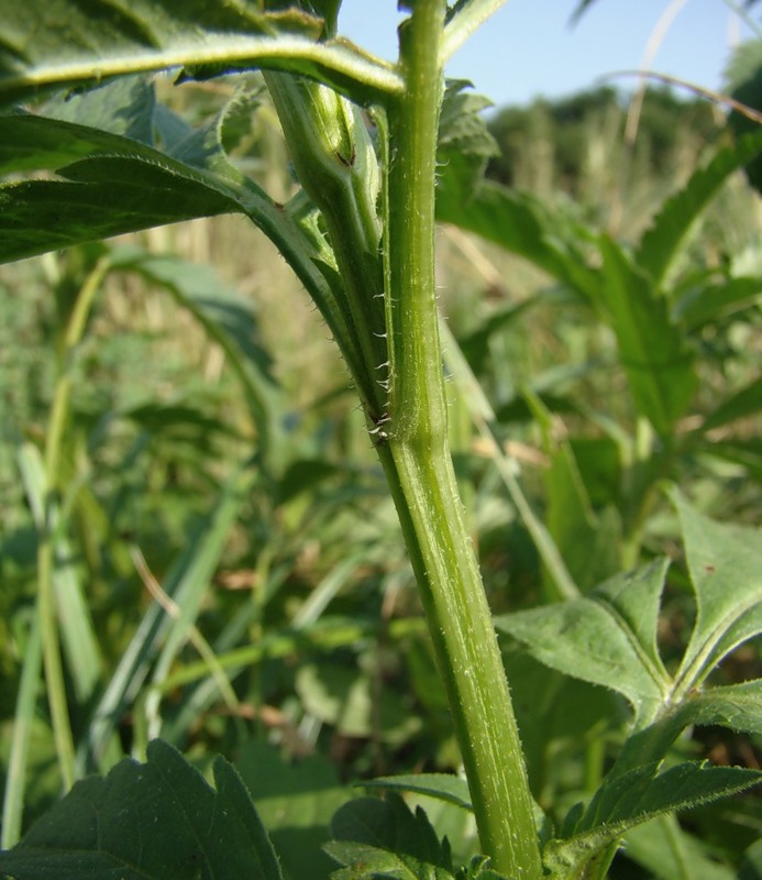 Image of Bidens tripartita specimen.