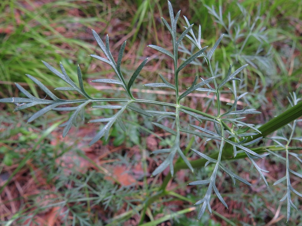 Image of Kadenia dubia specimen.