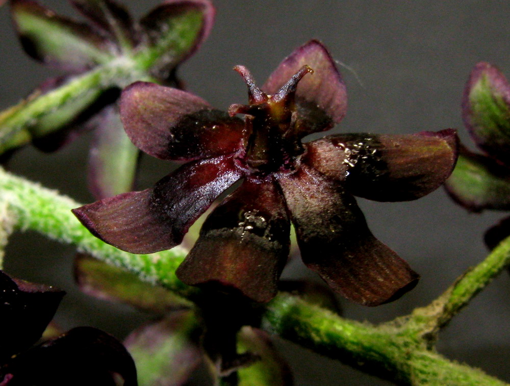 Изображение особи Veratrum nigrum.