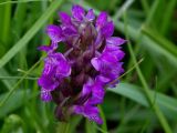 Dactylorhiza umbrosa
