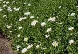 Leucanthemum maximum. Цветущие растения. Германия, г. Дюссельдорф, Ботанический сад университета. 03.07.2014.