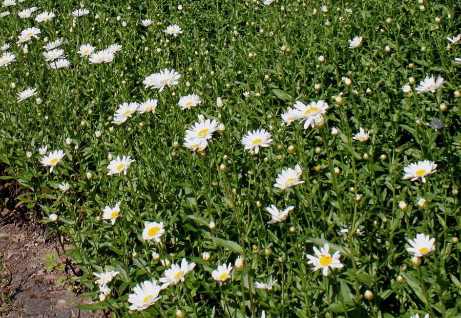 Image of Leucanthemum maximum specimen.