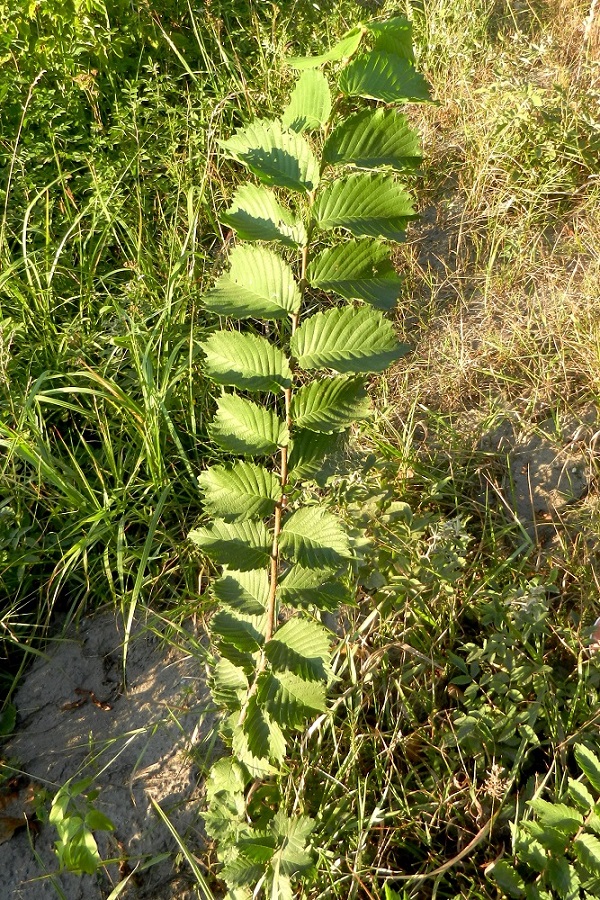 Изображение особи Ulmus glabra.
