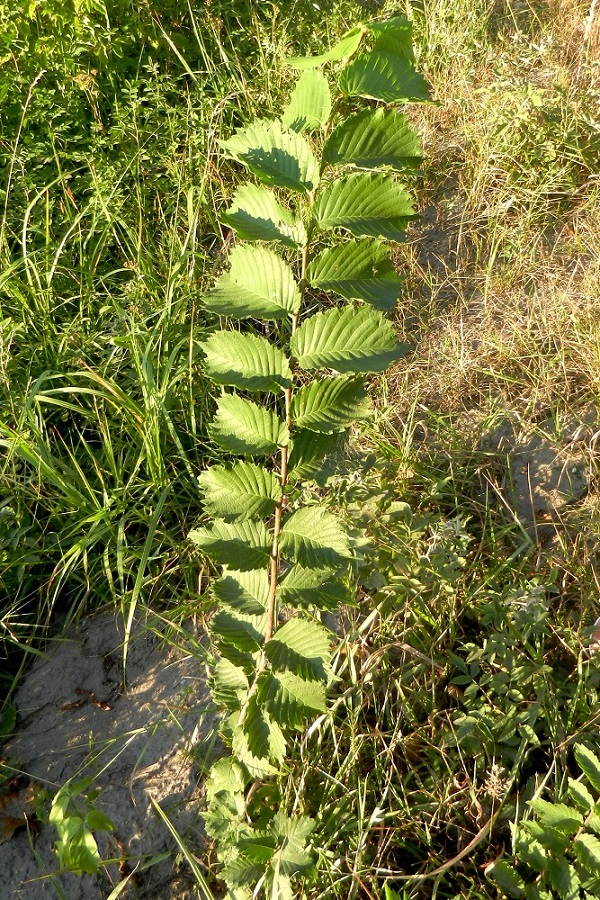 Image of Ulmus glabra specimen.