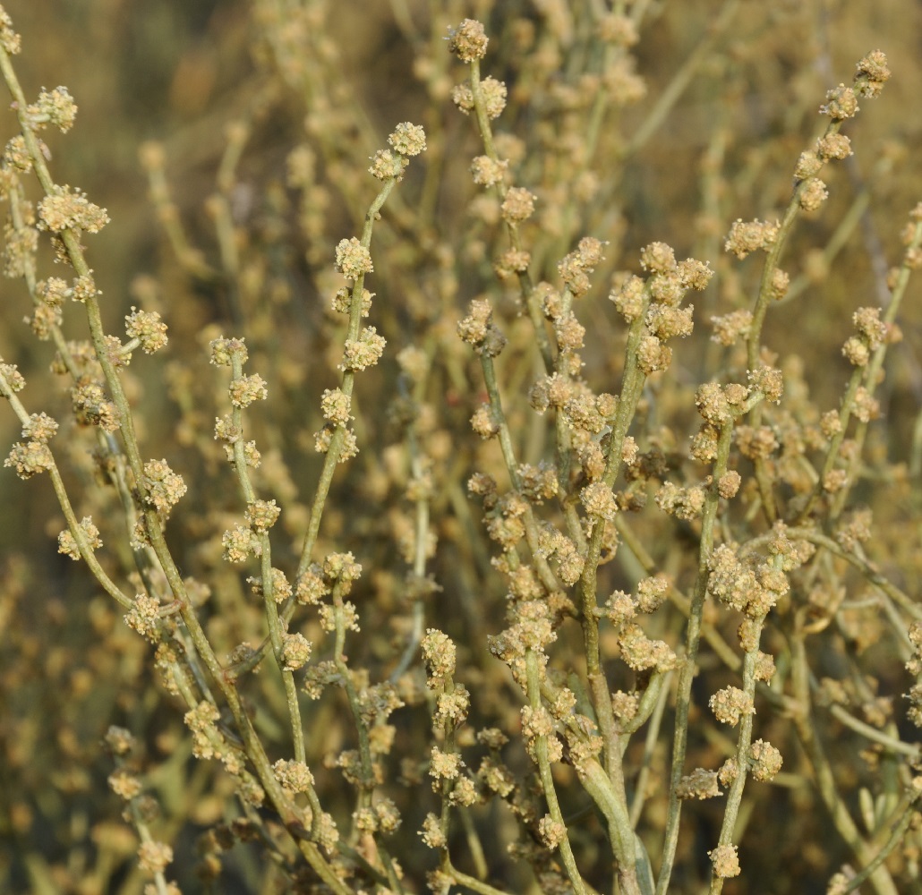 Image of Halimione portulacoides specimen.