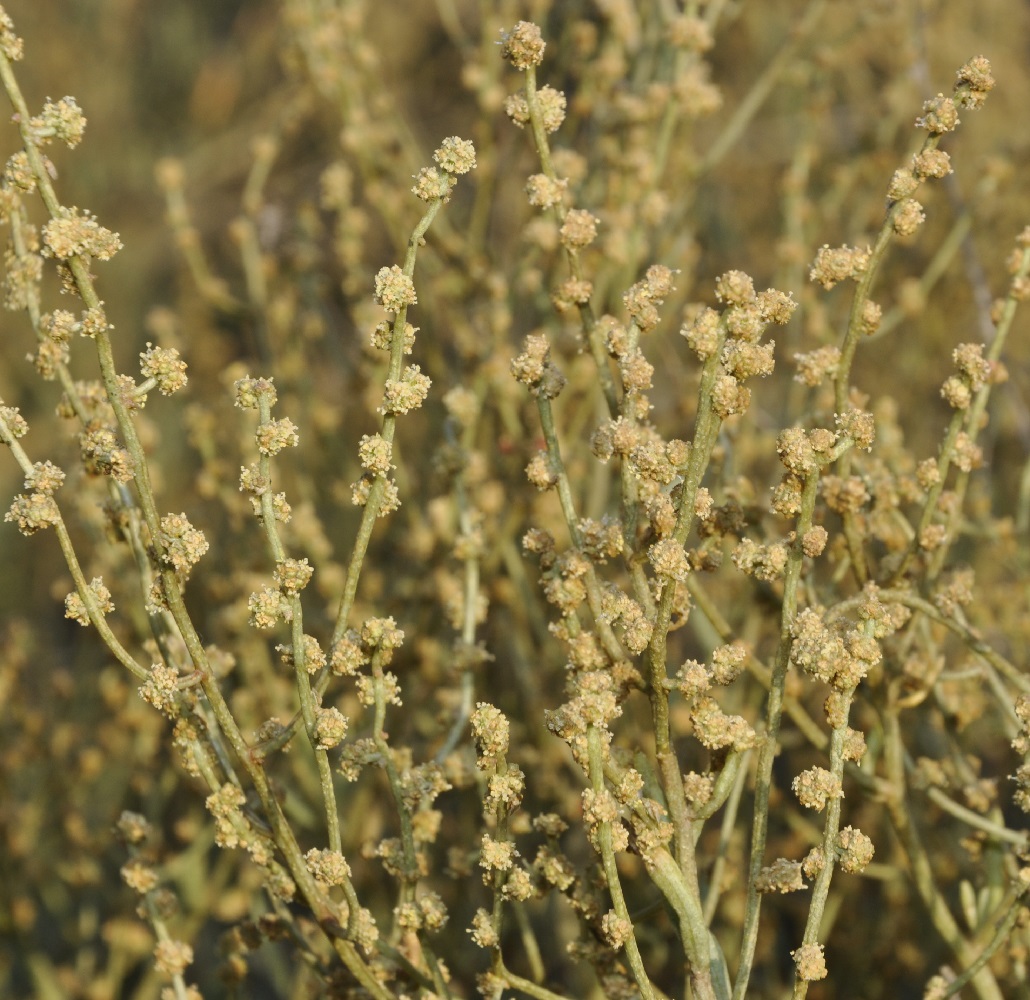 Image of Halimione portulacoides specimen.