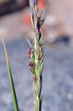 Leymus arenarius