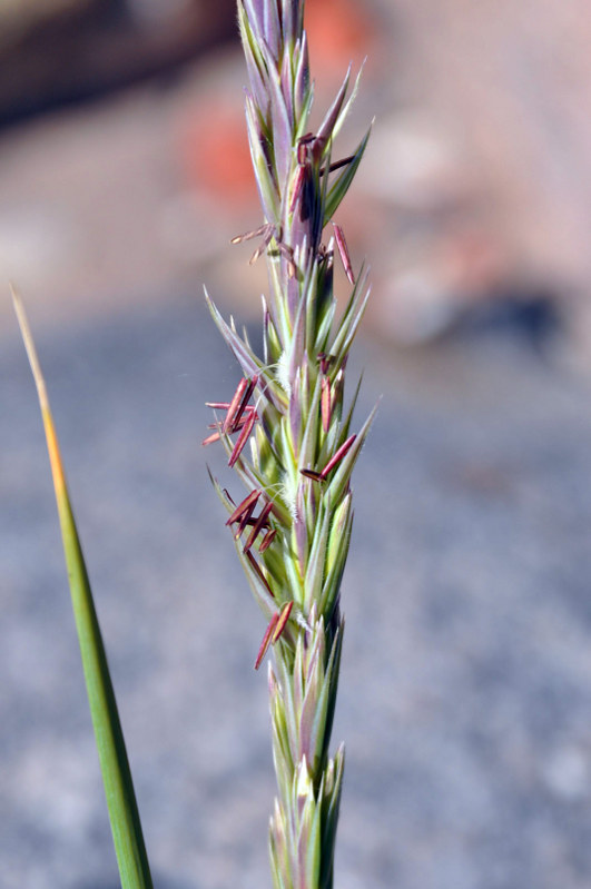 Image of Leymus arenarius specimen.