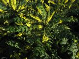 Mahonia bealei
