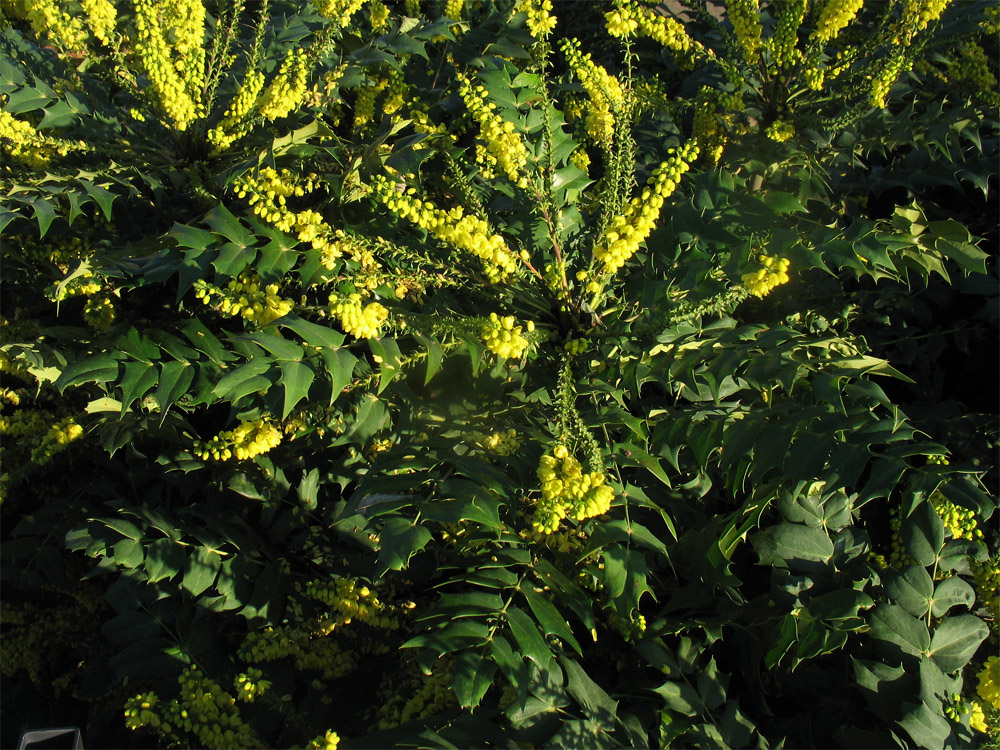 Image of Mahonia bealei specimen.