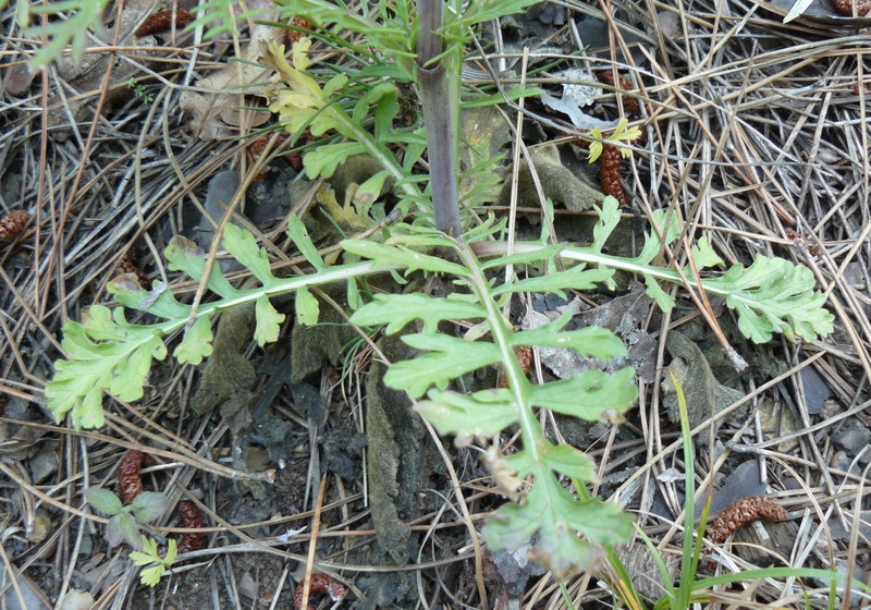 Изображение особи Scabiosa columbaria.