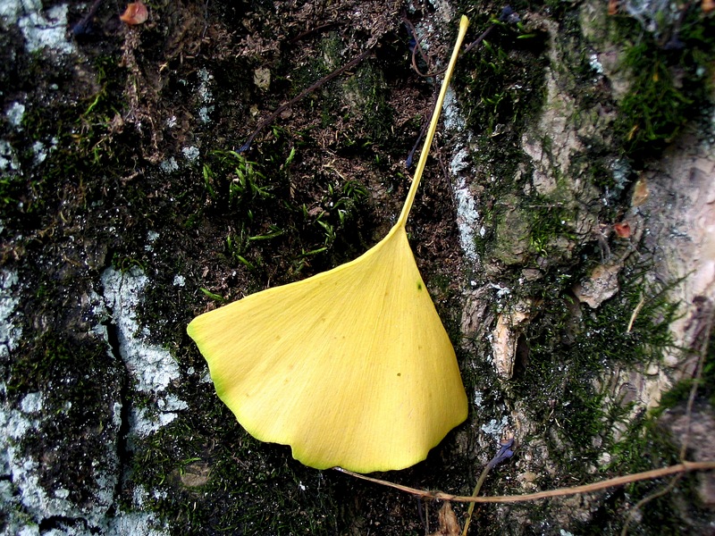 Image of Ginkgo biloba specimen.