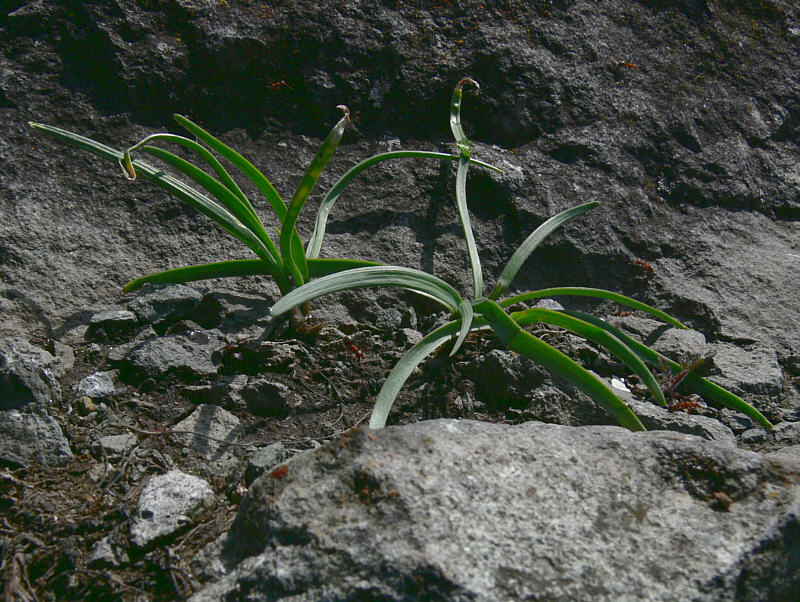 Изображение особи Allium splendens.