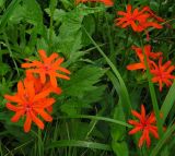 Lychnis fulgens