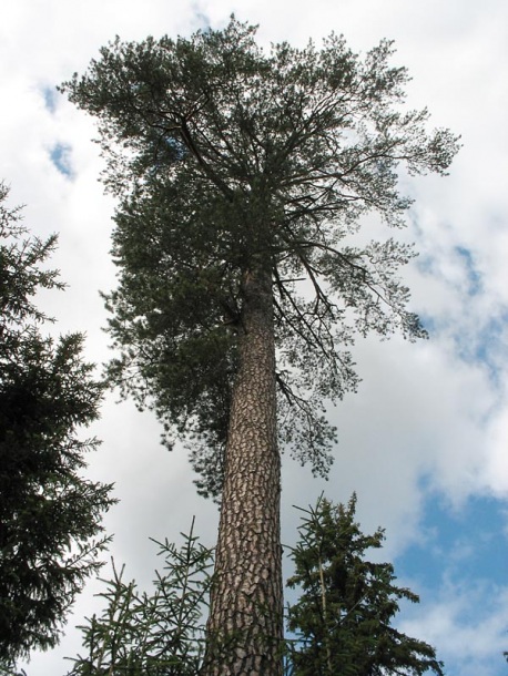 Изображение особи Pinus sylvestris.