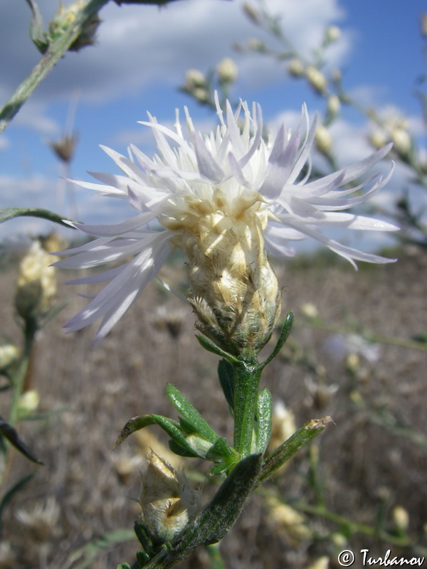 Изображение особи род Centaurea.