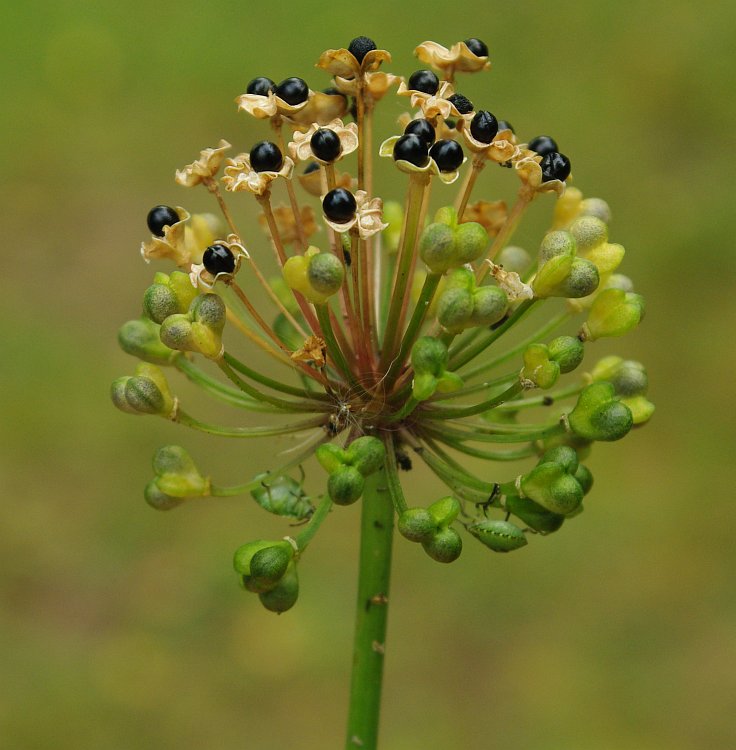 Image of Allium ochotense specimen.