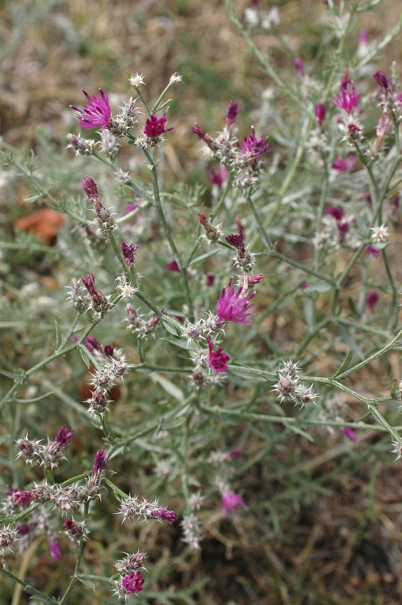 Изображение особи Centaurea pseudosquarrosa.