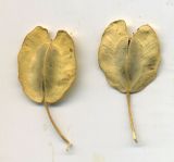 Thlaspi arvense. Зрелые плоды. Курская обл., г. Железногорск, пустырь у дороги. 14 августа 2009 г.