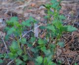 Urtica dioica