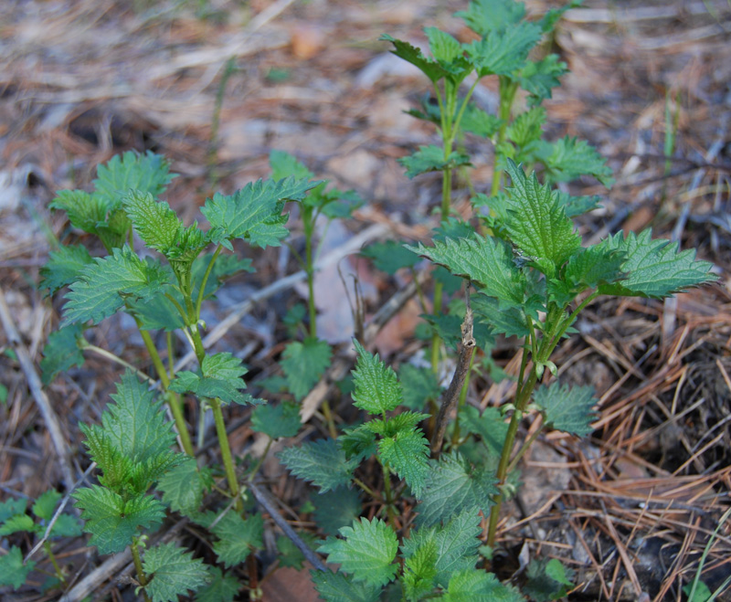 Image of Urtica dioica specimen.