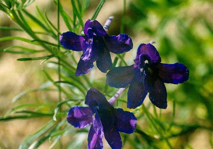 Image of Delphinium grandiflorum specimen.