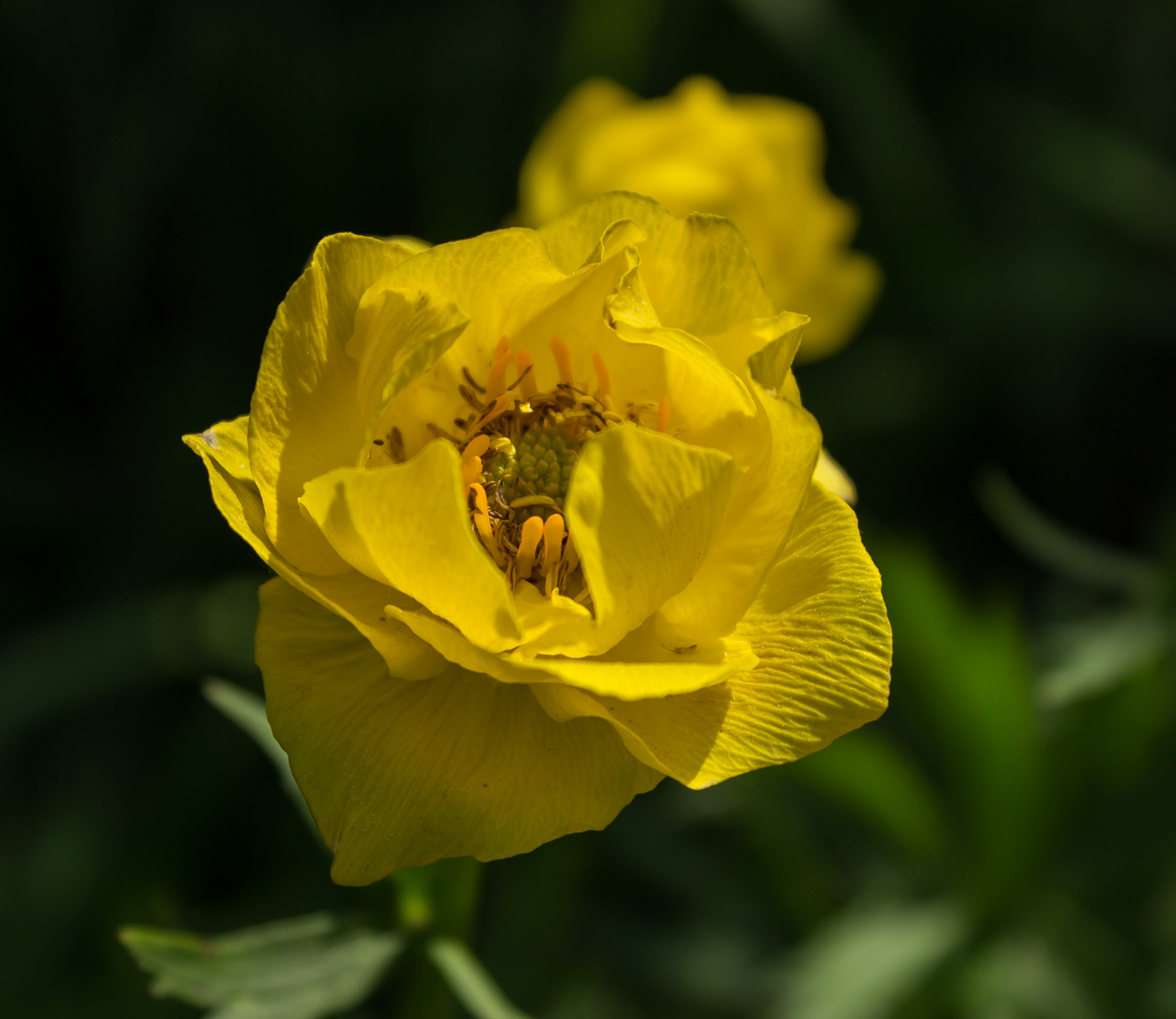 Изображение особи Trollius europaeus.