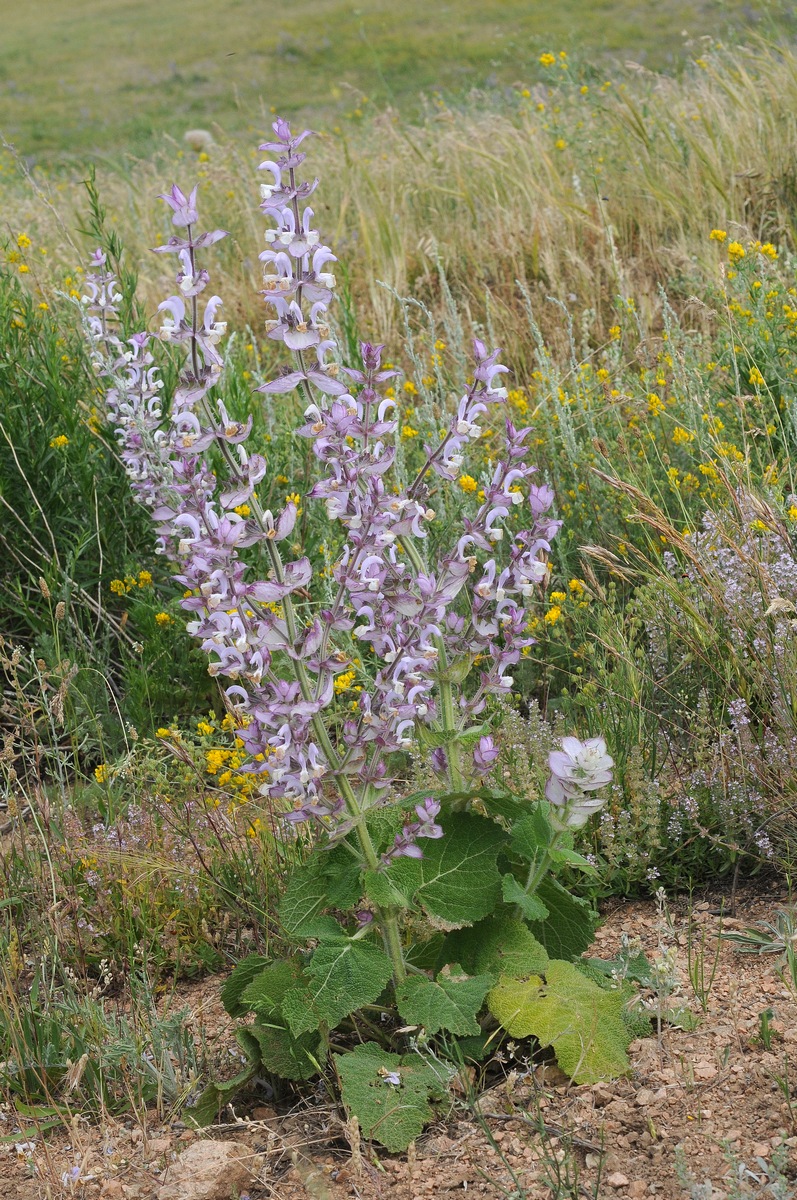 Изображение особи Salvia sclarea.