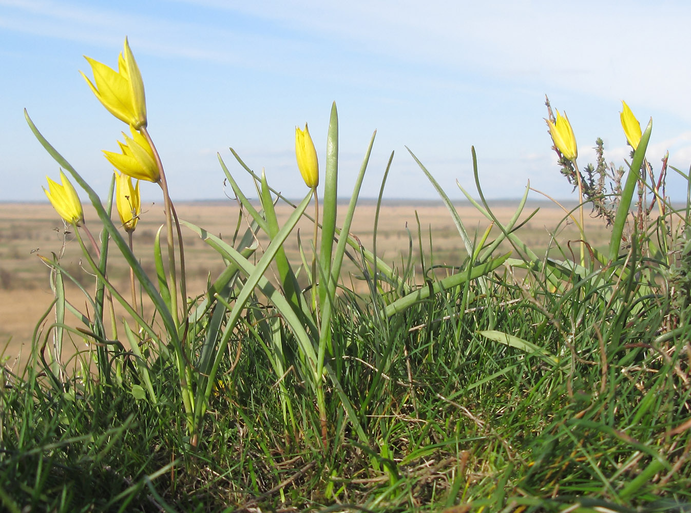 Изображение особи Tulipa biebersteiniana.