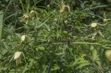 Clematis serratifolia