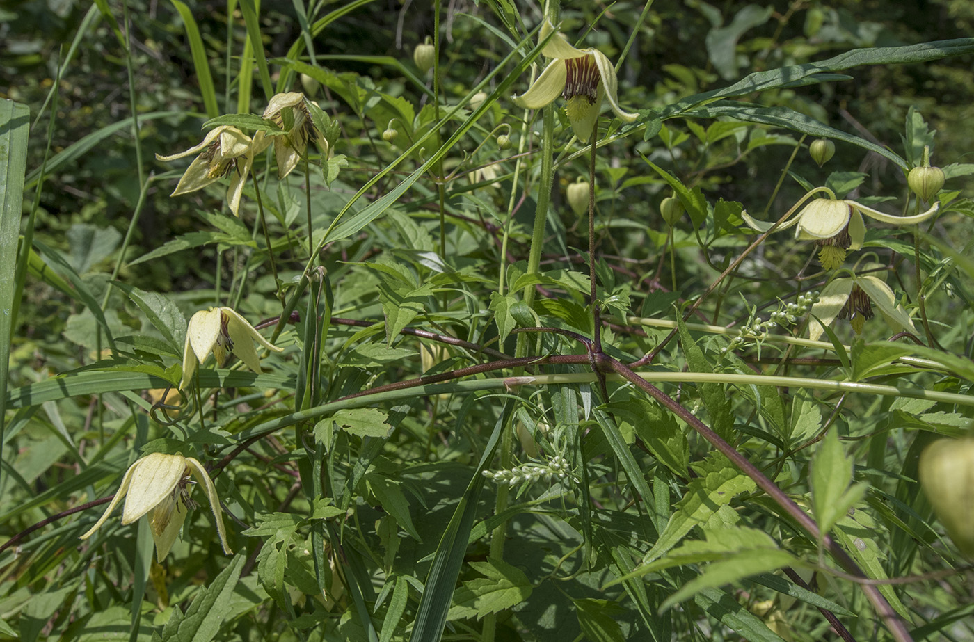 Image of Clematis serratifolia specimen.