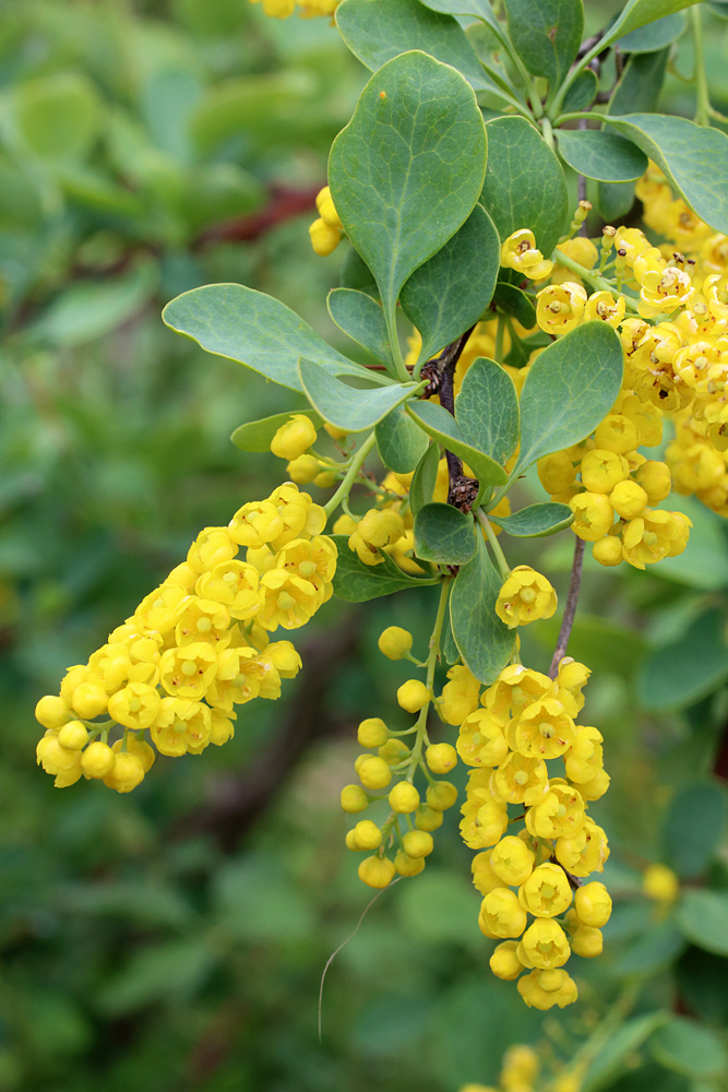 Image of Berberis integerrima specimen.