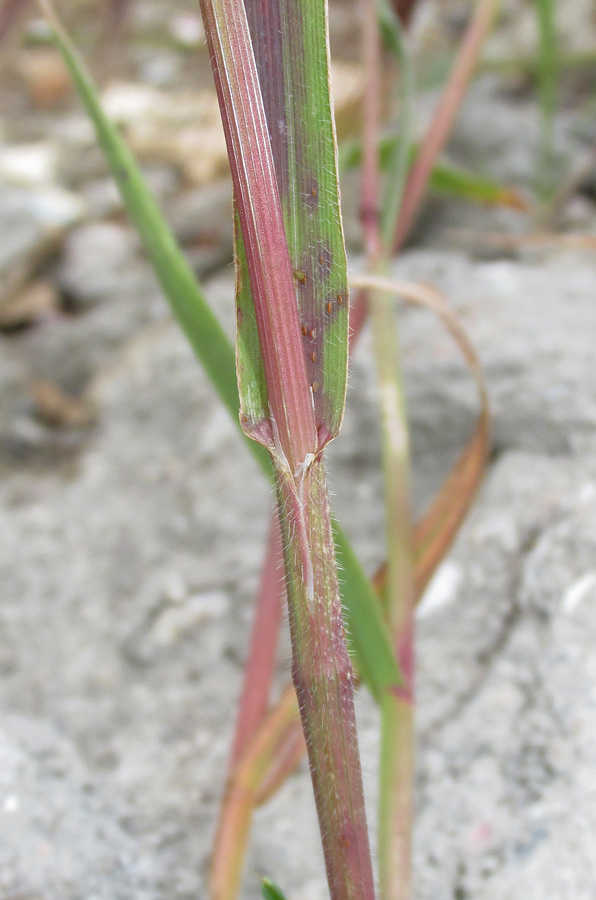 Изображение особи Anisantha sterilis.