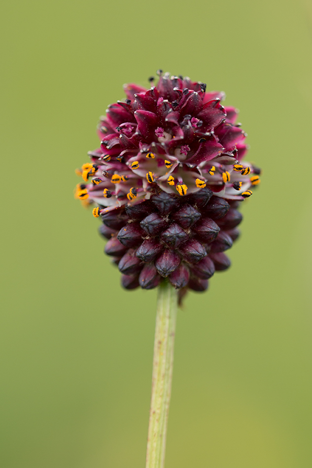 Image of Sanguisorba officinalis specimen.