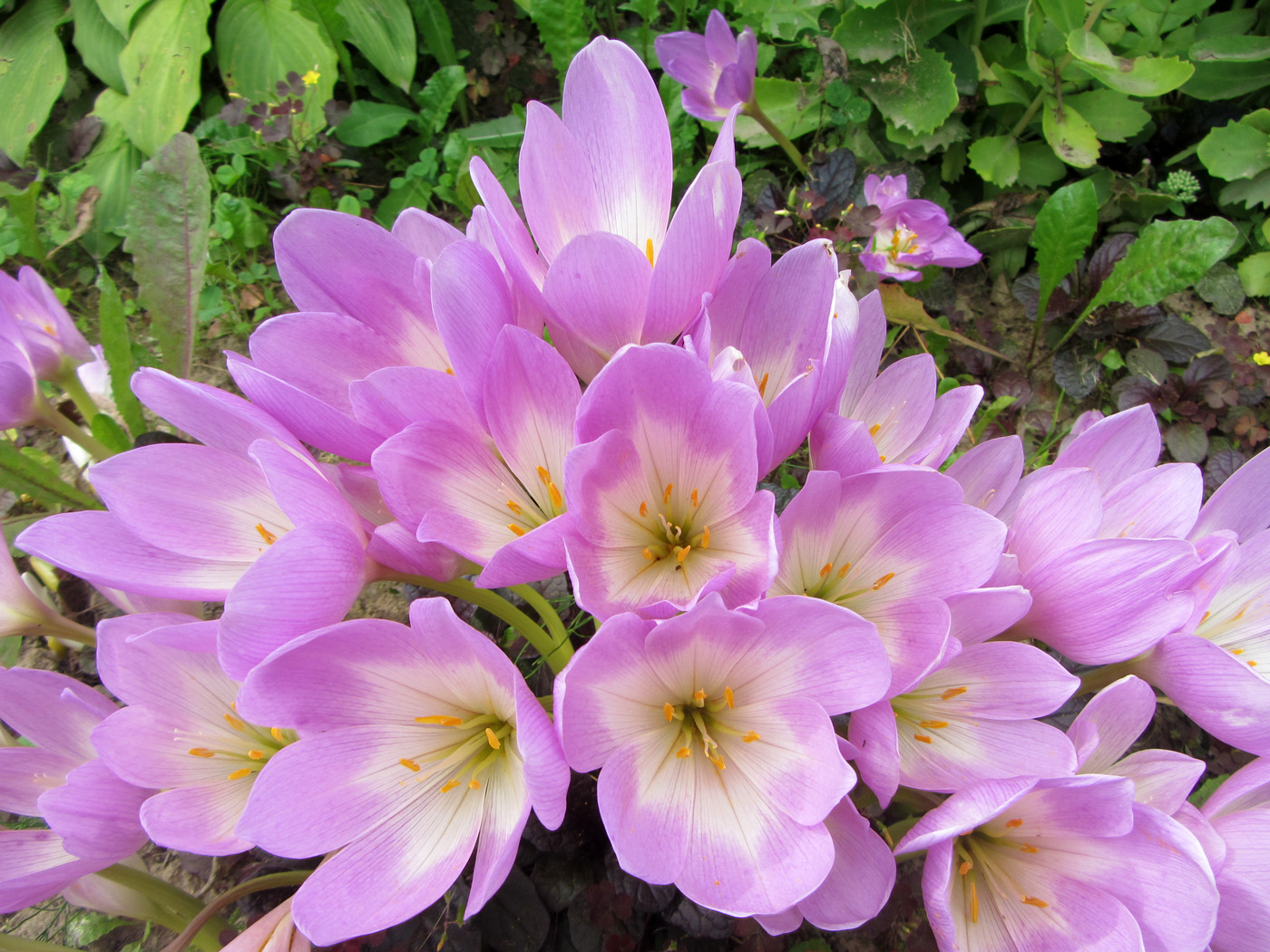 Изображение особи Colchicum speciosum.