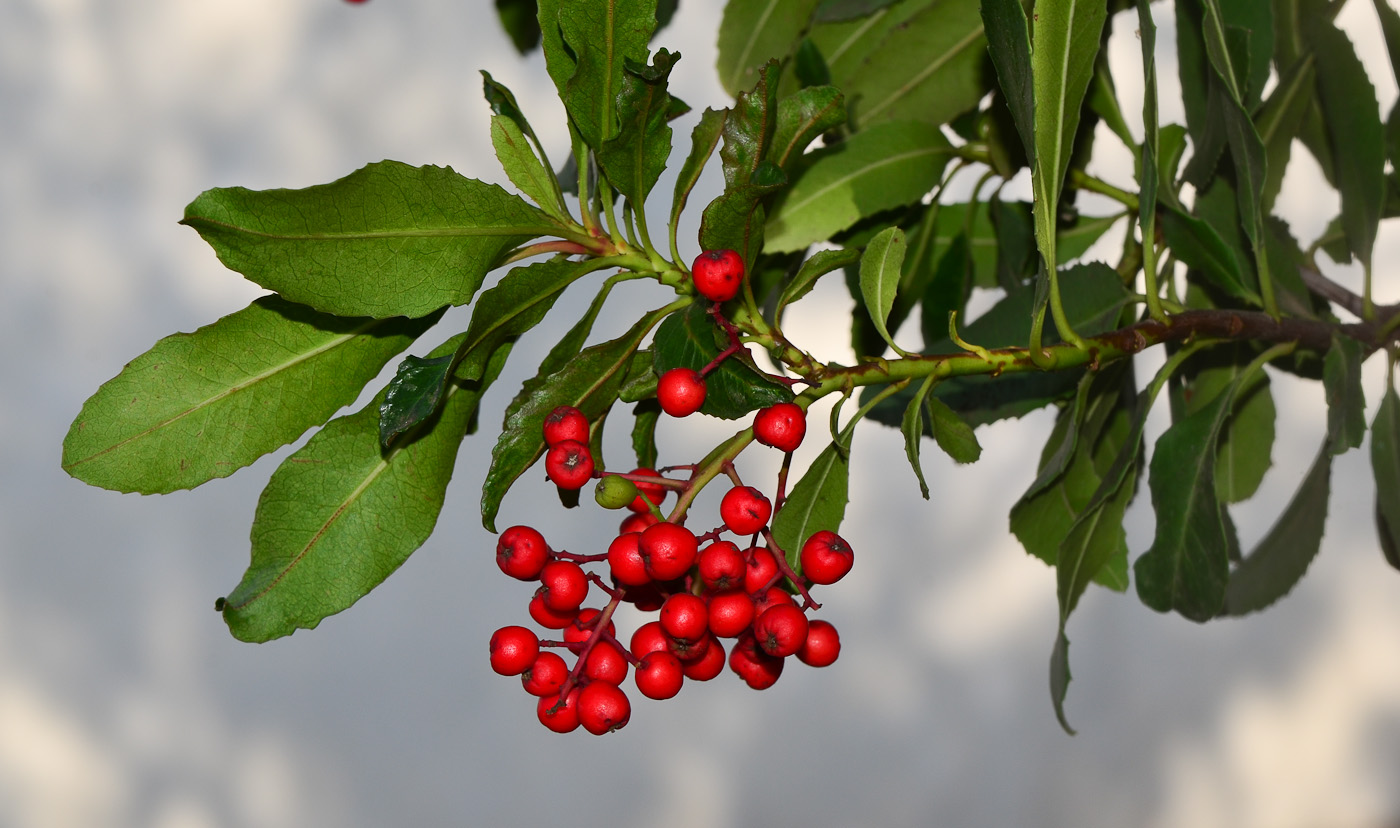 Image of Heteromeles arbutifolia specimen.