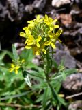 Erysimum hieraciifolium. Верхушка расцветающего растения. Свердловская обл., окр. г. Североуральск, подножие скал Грюнвальдта. 11.07.2014.