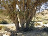 Vachellia pachyceras