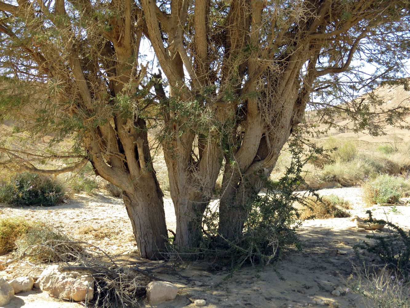 Изображение особи Vachellia pachyceras.