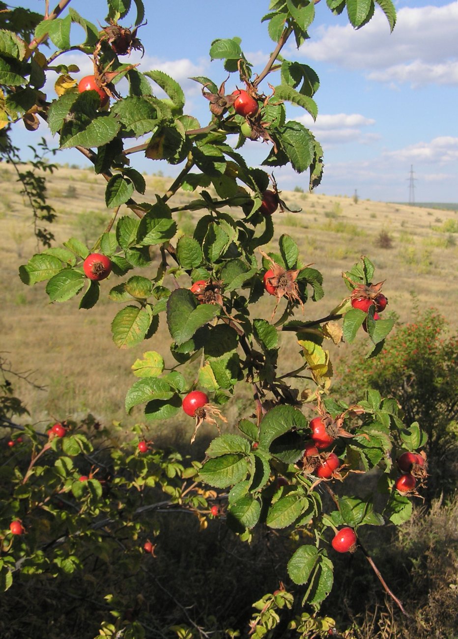 Image of genus Rosa specimen.