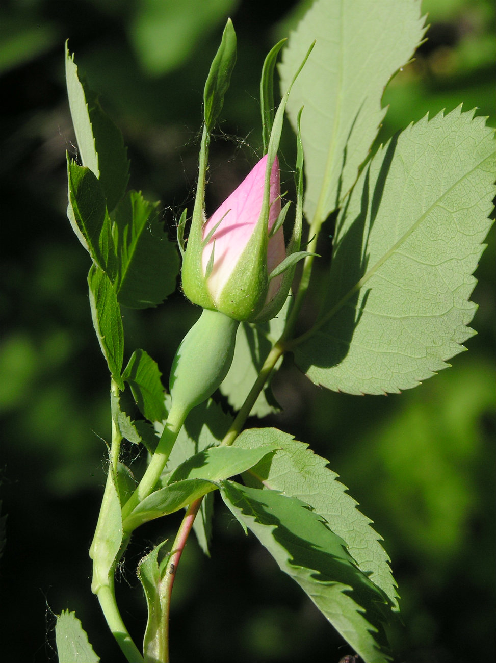 Image of Rosa subcanina specimen.